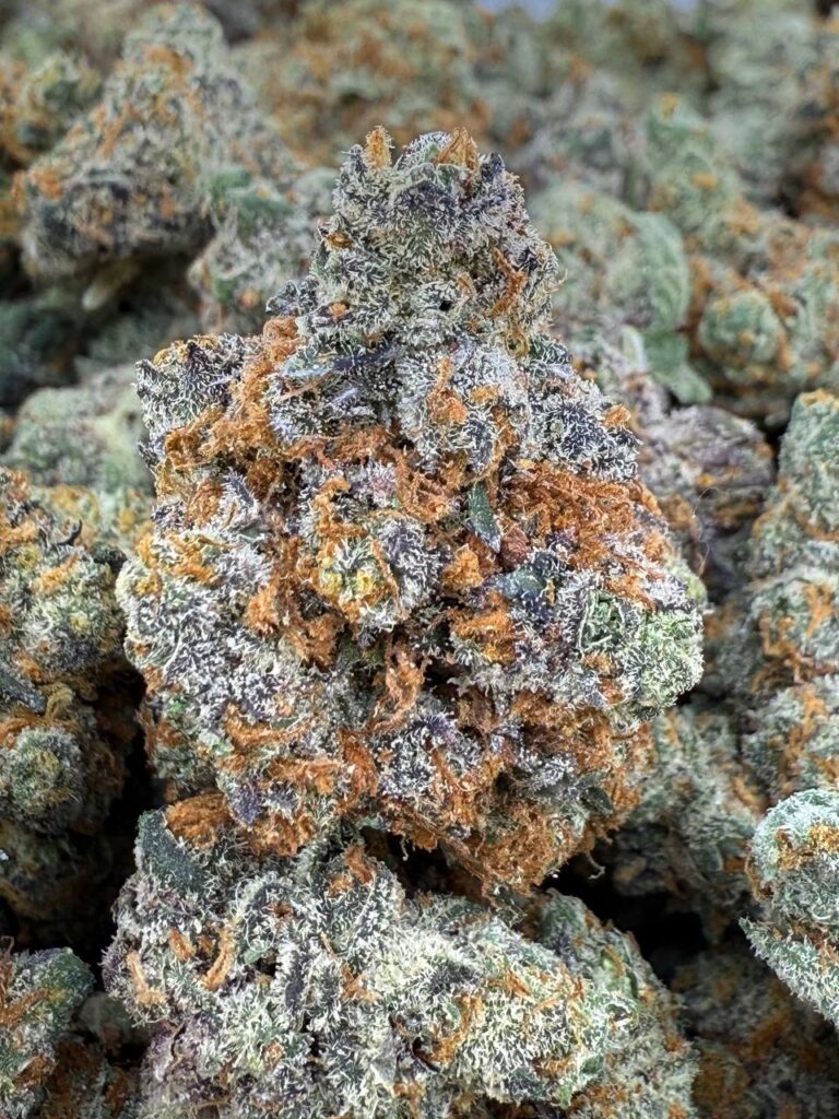 GUSHERS SMALLS/MEDIUMS